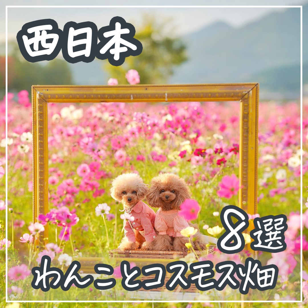 西日本 わんことコスモス畑　8選