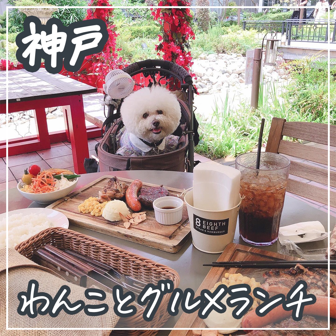 神戸 わんことグルメランチ