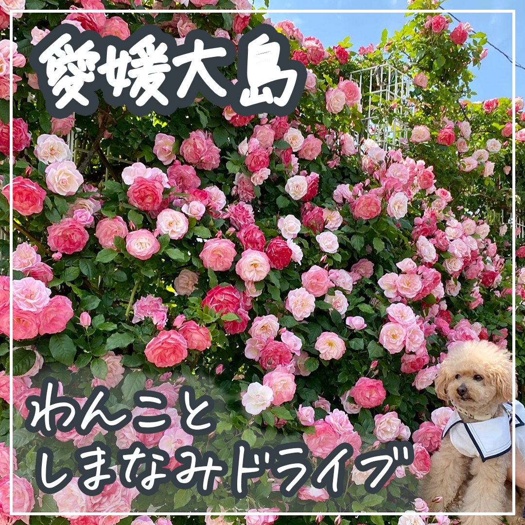 愛媛　大島わんことドライブプラン