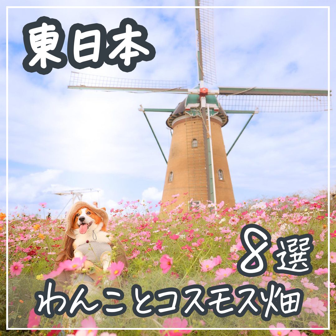 東日本 わんことコスモス8選