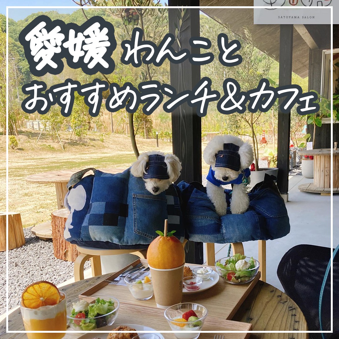 愛媛 わんことランチ＆カフェ