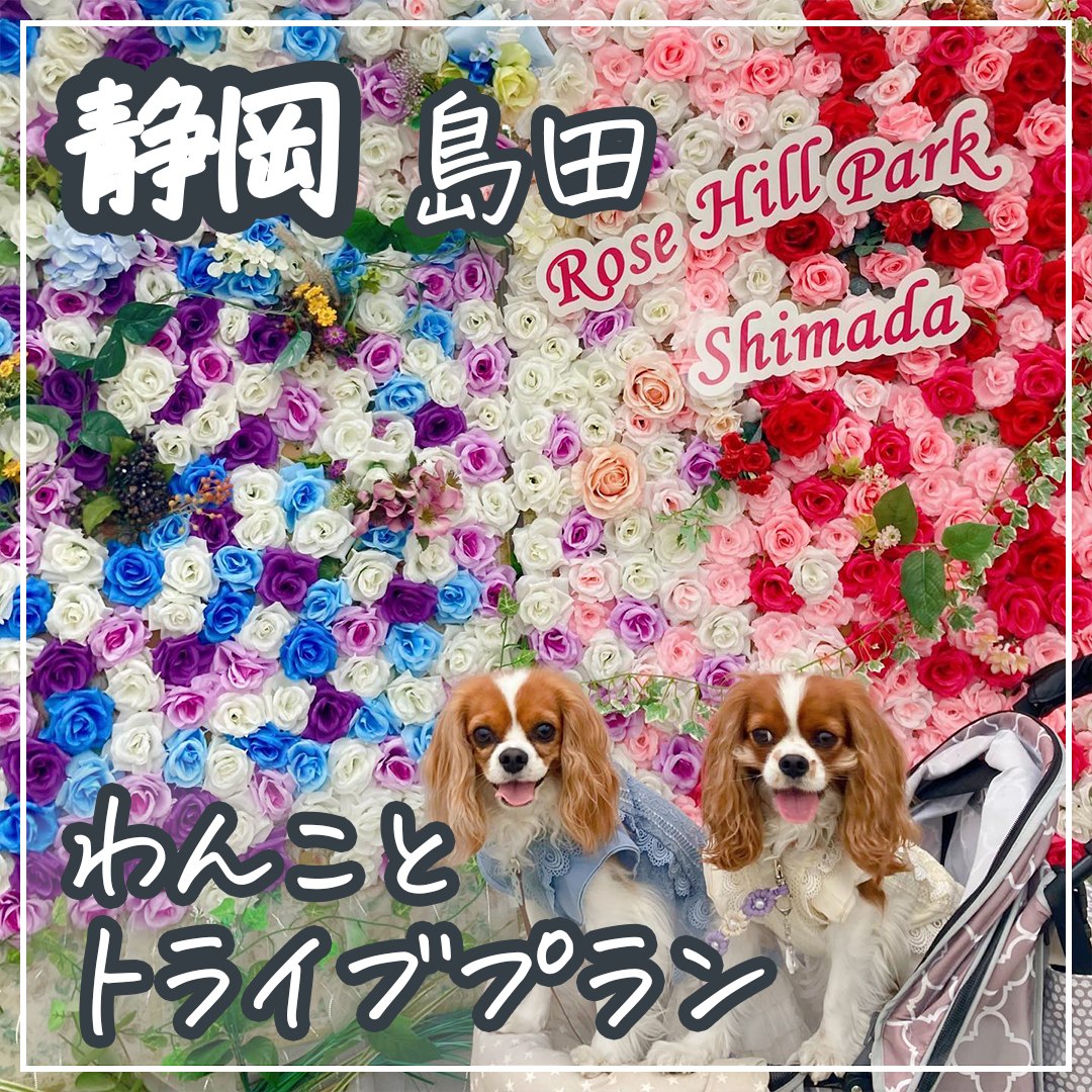 静岡島田 わんことドライブプラン