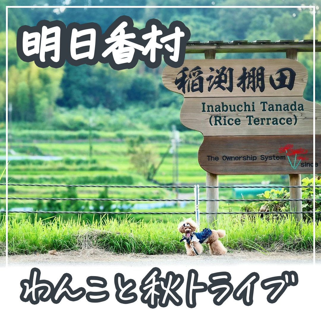 明日香村 わんこと秋ドライブ