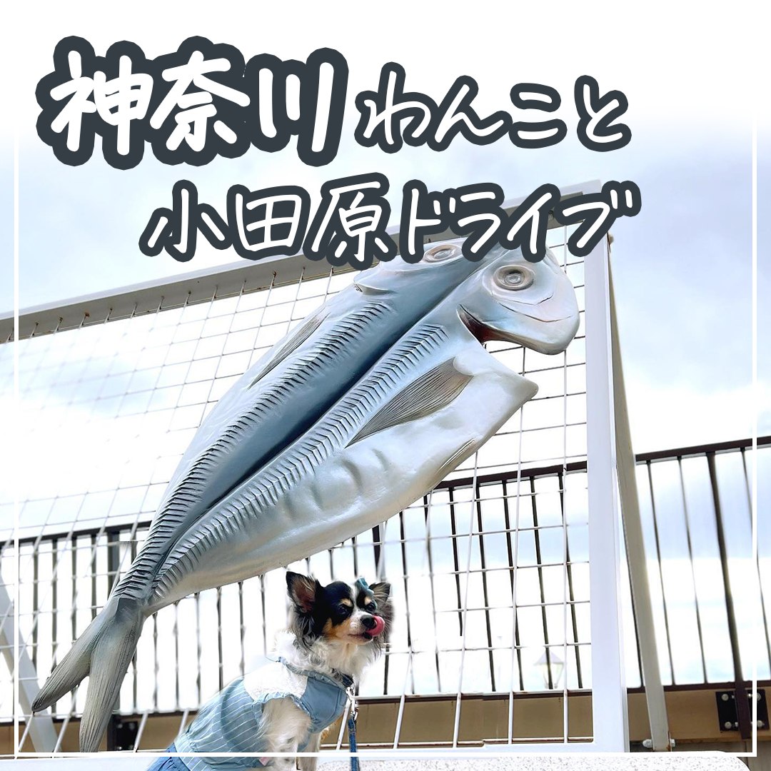 神奈川 わんこと小田原ドライブ