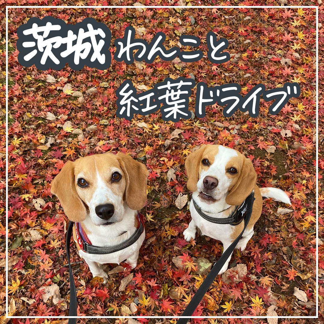 茨城 わんこと紅葉ドライブ