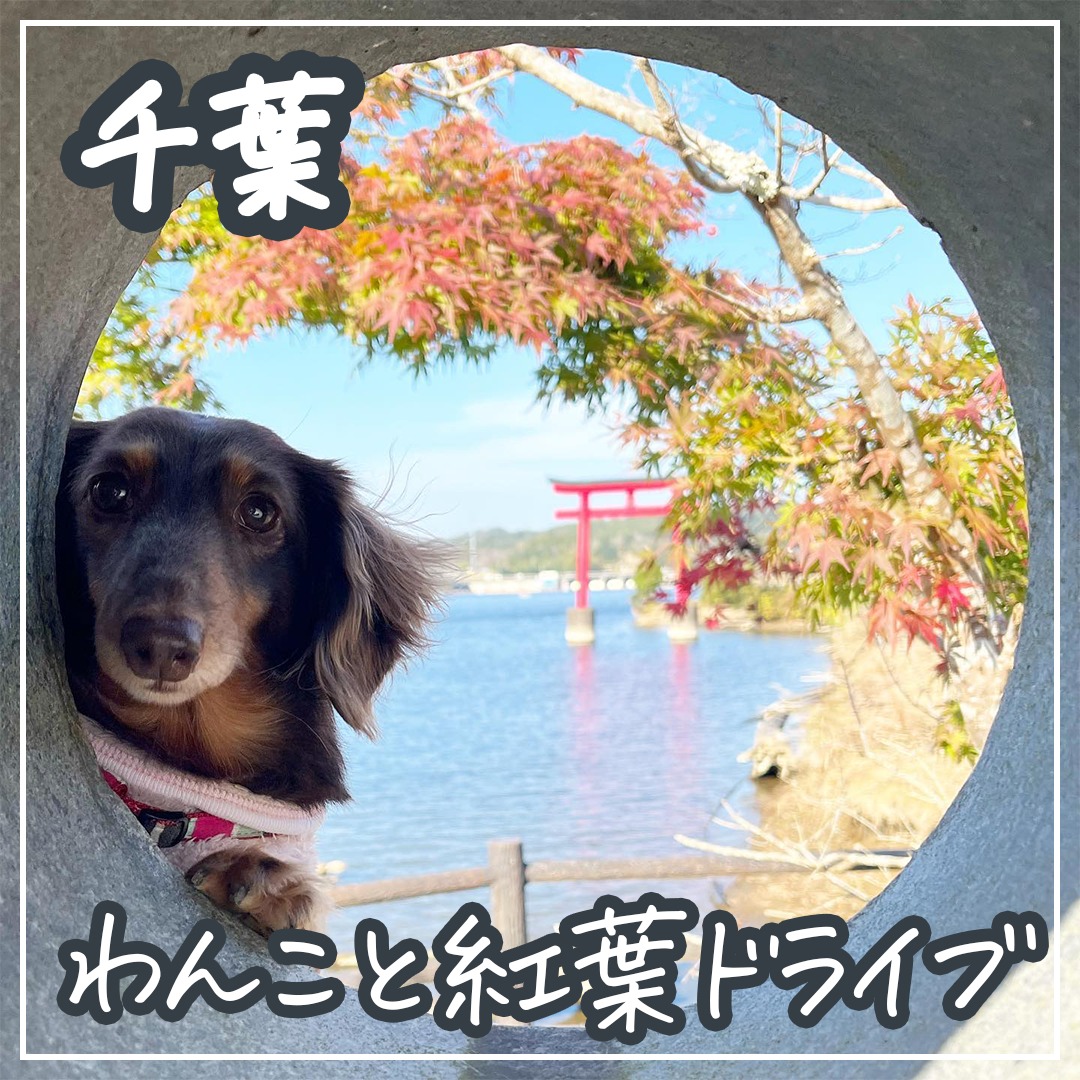 千葉 わんこと紅葉ドライブ