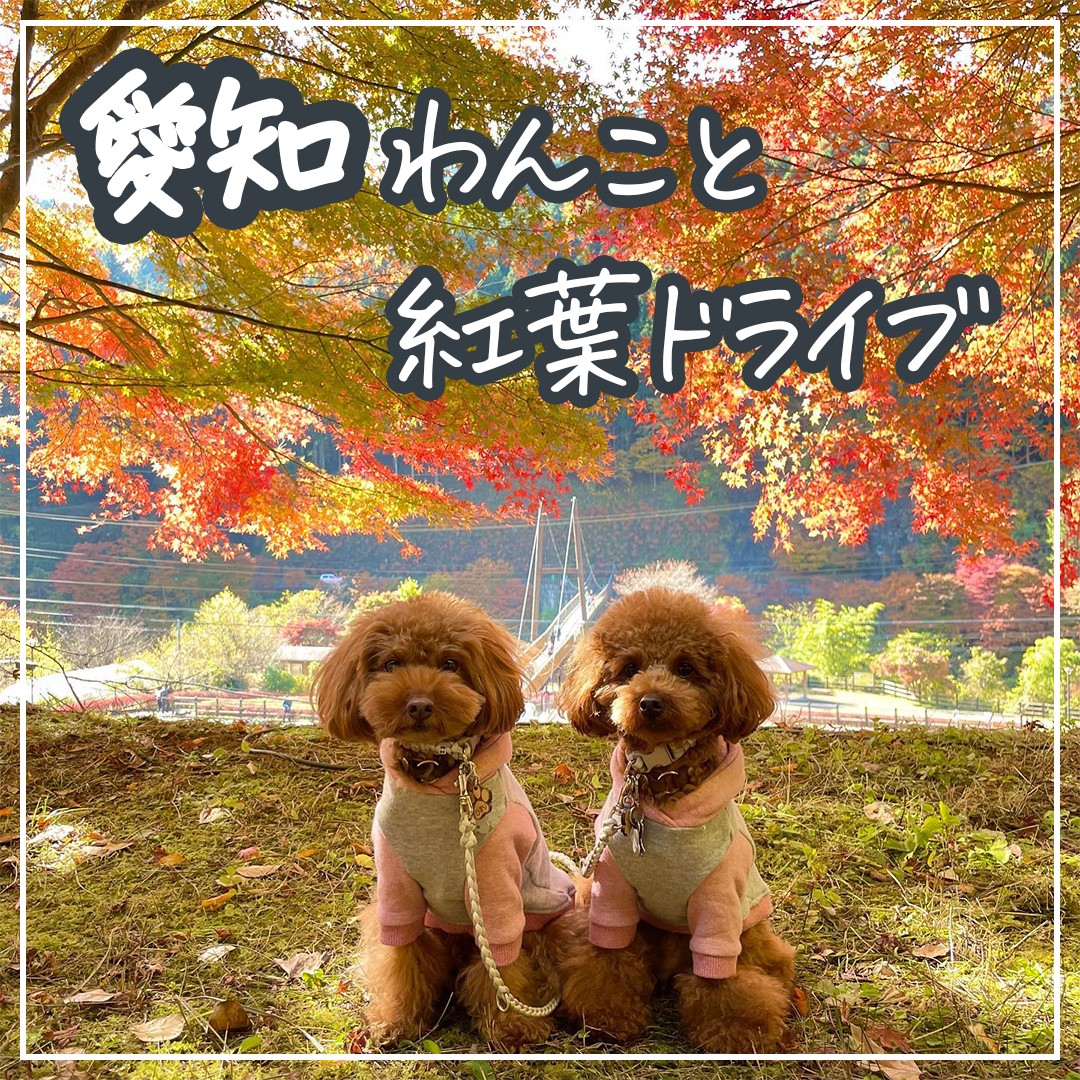 愛知わんこと紅葉ドライブ